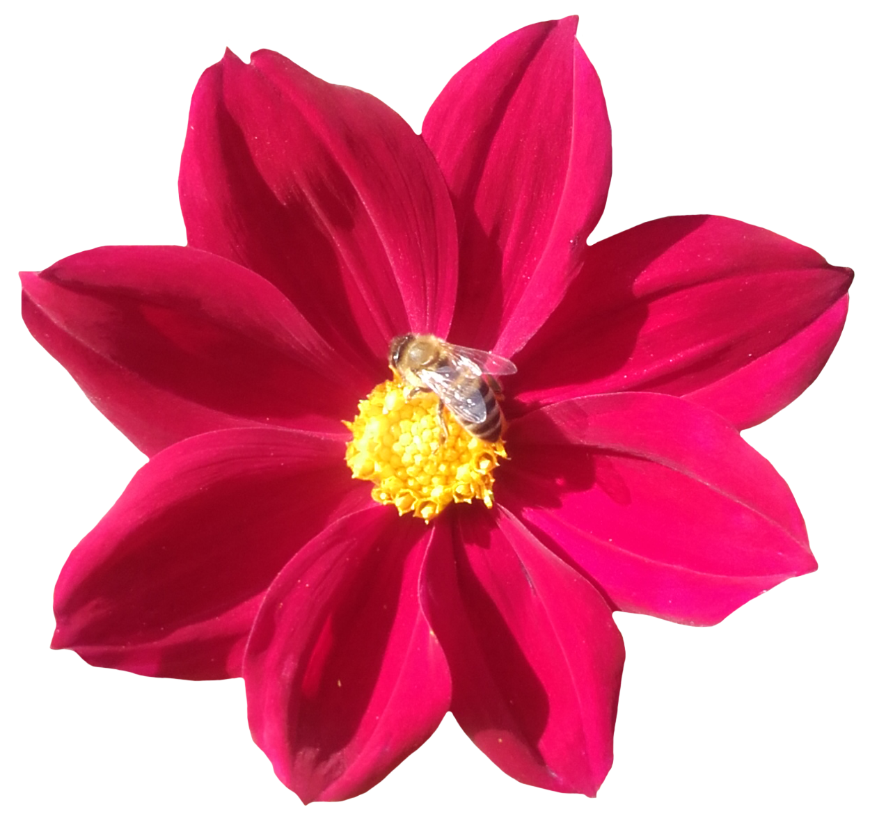 flower one