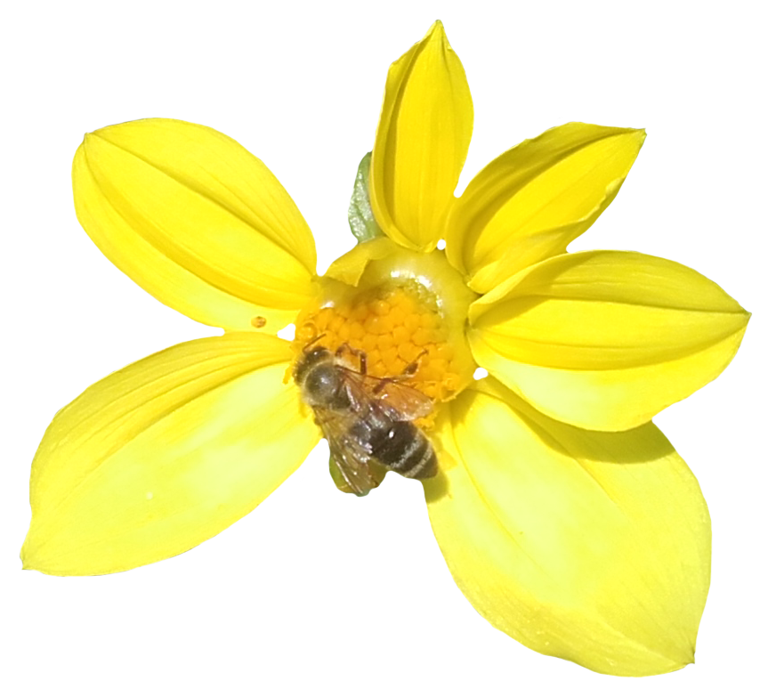 flower two