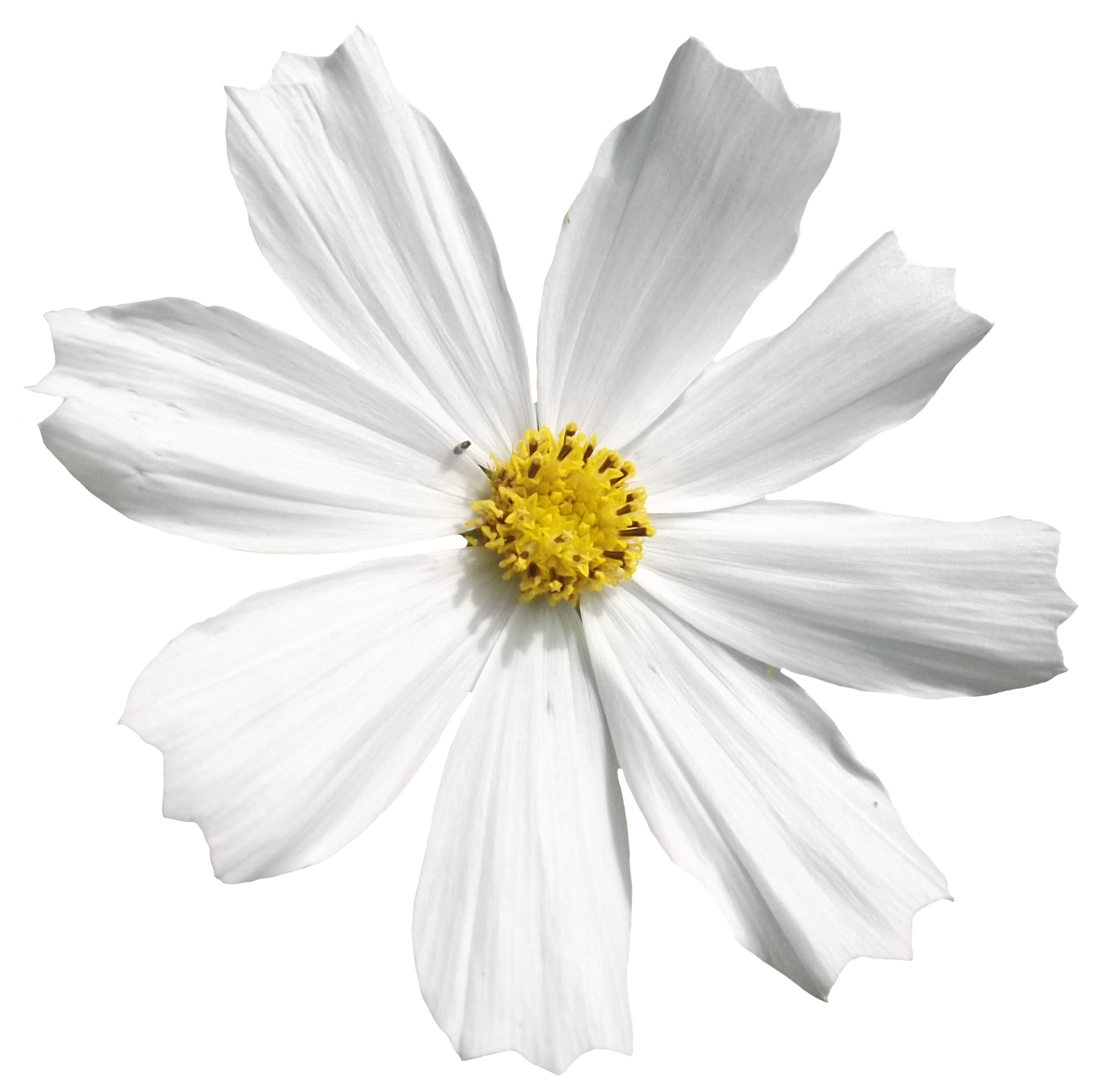 spring forest flower
